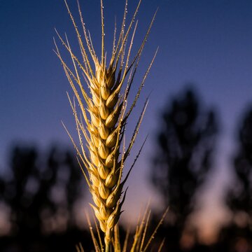 Close up of a single golden wheat ear with dew drops at sunset