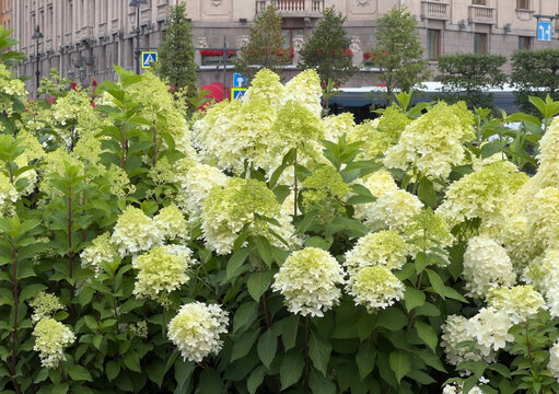 Panicle hydrangea Phantom or Hydrangea paniculata with creamy white and green flower 