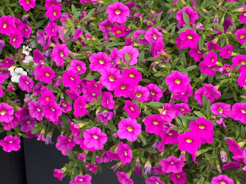 Calibrachoa or Calibrachoa hybrida with abundant bright pink flowers
