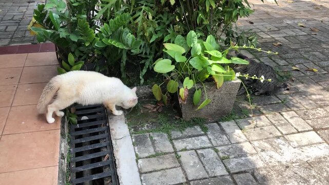 A white cat sniffing around a green plant in a paved outdoor area.