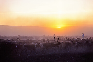 Reindeers running in a dusty mountain landscape in the midnight sun at the north of Sweden © Lars Johansson