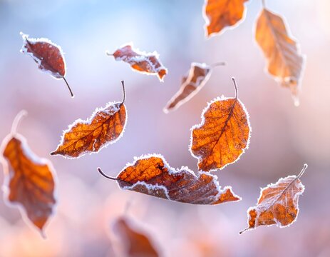 Frosted autumn leaves falling in cold morning light