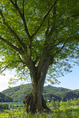 Fototapeta premium It is an outdoor park with a large zelkova tree.