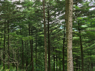 It is a forest with coniferous trees. © binimin