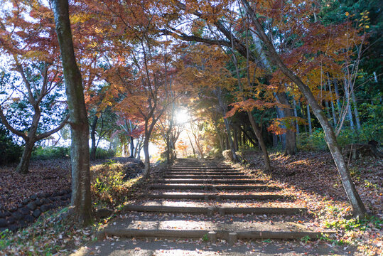 Atmospheric autumn view of stone stairs leading up through vibrant Japanese maples at Shirao Mountain Park (Shiraosan) in Fujinomiya, Japan, during a sunny December afternoon. Horizontal shot.