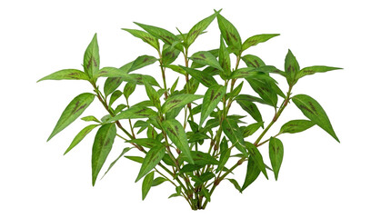 Obraz premium Fresh Green Vietnamese Coriander Herb Plant Isolated on White Background