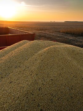 Soybean Harvest in Agricultural Field at Sunrise