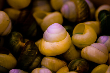 A niche collecting hobby: pretty snail shells © Yf