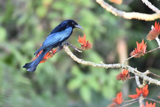 Black Naped Monarch Perched on Flowering Branch in Natural Habitat