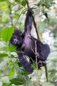 Baby gorilla, gorilla beringei beringei, in the undegrowth or Bwindi Impenetrable Forset, Uganda. This is a memebr of the  Muyambi family group. Endangered species.