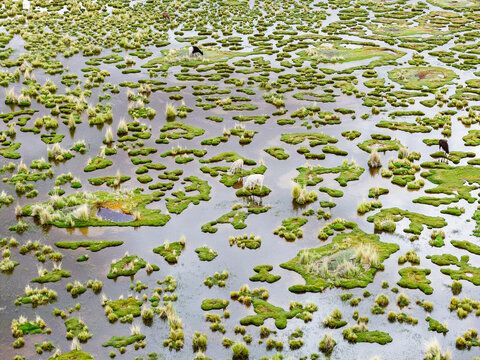 Aerial view of patterned bofedal wetlands on the altiplano, Sud L&iacute;pez, Potos&iacute;, Bolivia