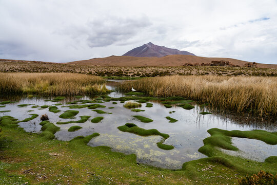 Bofedal wetlands reflecting a volcano on the altiplano, Sud L&iacute;pez, Potos&iacute;, Bolivia