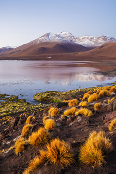 Volcano reflected in an altiplano lagoon framed by tussock grass, Laguna Colorada, Sud L&iacute;pez, Potos&iacute;, Bolivia