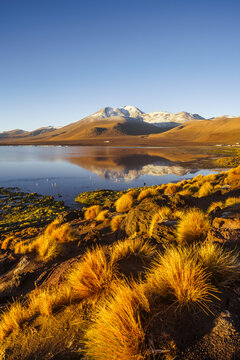Golden tussock grass by an altiplano lagoon at sunrise, Laguna Colorada, Sud L&iacute;pez, Potos&iacute;, Bolivia