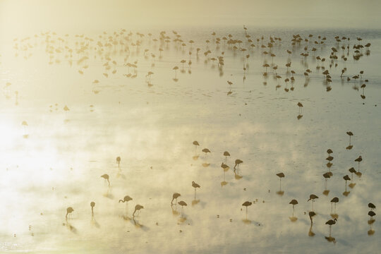 Flamingos in the mist on a foggy altiplano lagoon, Sud L&iacute;pez, Potos&iacute;, Bolivia