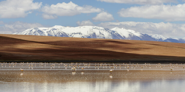 Flamingos and snow-capped mountains reflected in an altiplano lagoon, Sud L&iacute;pez, Potos&iacute;, Bolivia