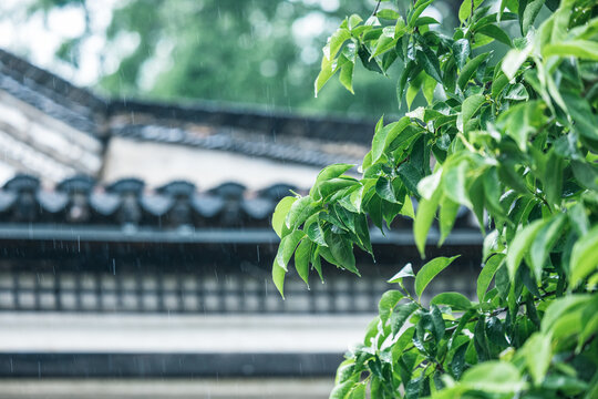 Wet green leaves hang in the foreground, with traditional tiled roofs and falling rain in the background, creating a serene natural scene.