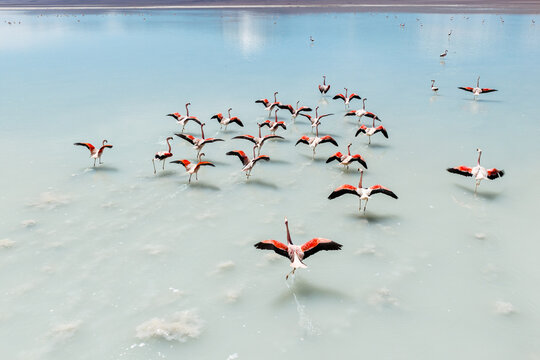 Aerial view of flamingos on a pale altiplano lagoon, Sud L&iacute;pez, Potos&iacute;, Bolivia
