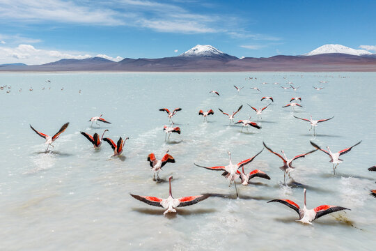 Flamingos taking flight from an altiplano lagoon, Sud L&iacute;pez, Potos&iacute;, Bolivia