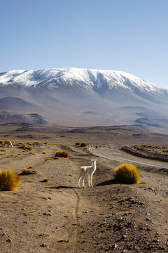 Baby llama on an altiplano trail below a snow-capped volcano, Sud L&iacute;pez, Potos&iacute;, Bolivia