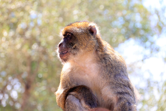 Side view of a Barbary macaque on a fence at the Rock of Gibraltar, Great Britain