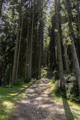 Sunlit Trail Leading Through Tall Pine Forest © Gheorghe