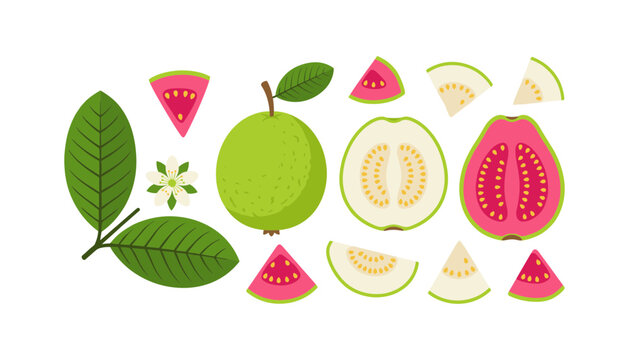 Fresh white and pink guava fruit vector illustration set featuring whole raw fruit halves slices green leaves and blossom flower on white background