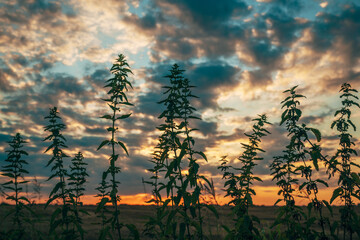 Obraz premium Close-up silhouette of wild stinging nettle plants with hanging catkins against a golden and orange sunset sky at twilight.