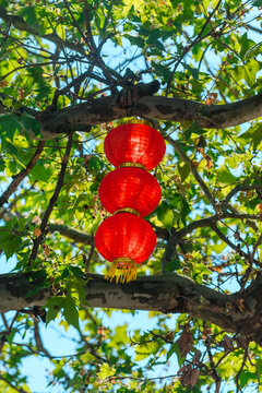 Red chinese lanterns hanging from tree branches outdoor festival decoration in sunlit park