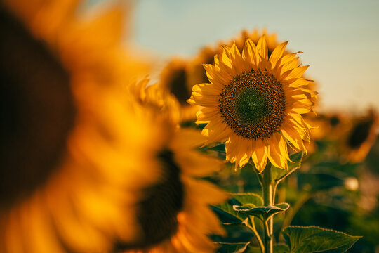 Golden sunflower blooms maturing under the summer sun in a cultivated field. Oilseed crop, sustainable farming and food production theme.