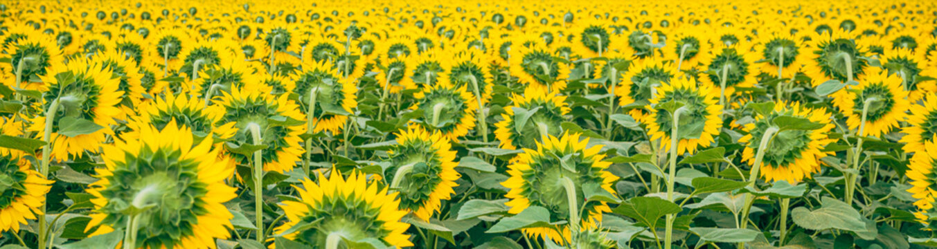 Rear view of a dense sunflower field showing green flower heads and tall stems beneath a clear blue summer sky. Agriculture, crop cultivation and natural abundance concept.