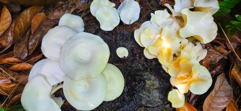 Wild edible Lentinus squarrosulus mushrooms on a decaying wooden log surrounded by brown fall leaves.