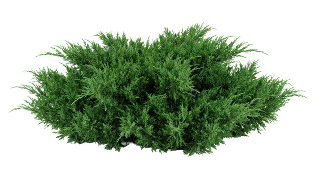 Lush evergreen juniper bush with dense vibrant green foliage isolated on transparent background for landscape architecture and garden design.