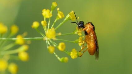 Naklejka premium Small insect with black head and orange body perches on yellow flower cluster