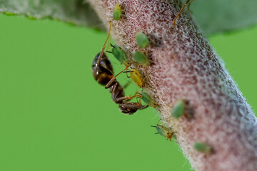 Obraz premium Ant carries green aphids along textured plant stem
