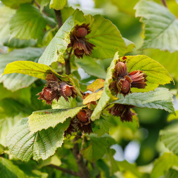 Green leaves frame clusters of ripening hazelnuts