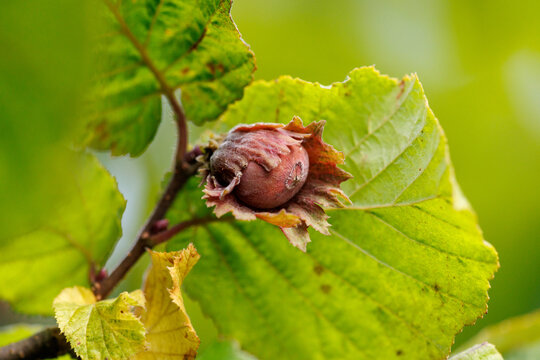 Ripe hazelnut hangs from leafy branch