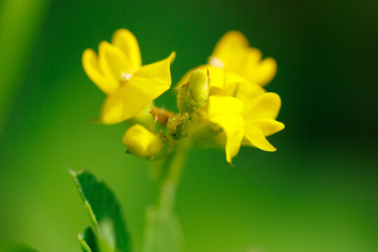 Vibrant yellow flowers bloom in soft green setting