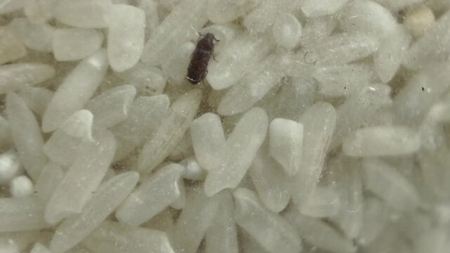 macro close-up shot showing a single rice weevil bug crawling over uncooked white rice grains, detailing pest infestation in stored food products.
