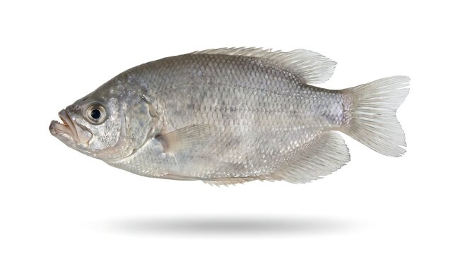 A single white crappie fish isolated on a clean white background.
