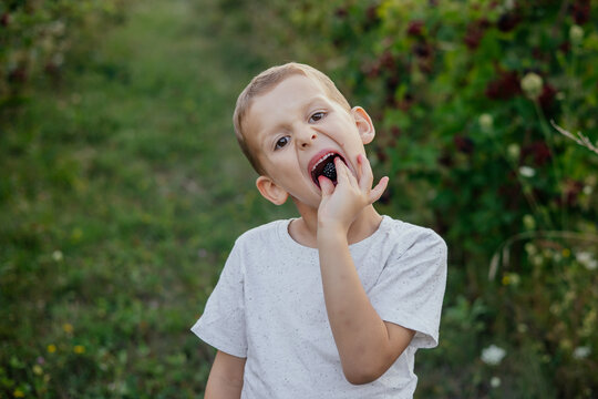 Cute kid collecting blackberries on a farm. 