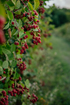 Blackberry farm on a beautiful hill. 