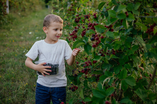 Cute kid collecting blackberries on a farm. 