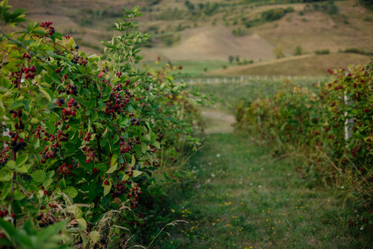 Blackberry farm on a beautiful hill. 