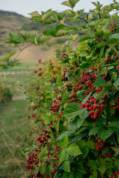 Blackberry farm on a beautiful hill. 