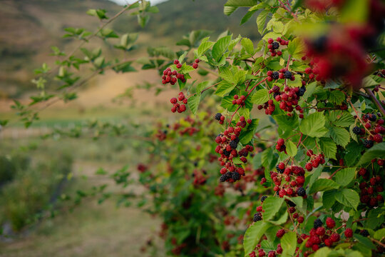 Blackberry farm on a beautiful hill. 