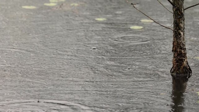 Raindrops splashing in the rippling water under a water tolerant melaleuca or tea-tree sapling growing in a shallow lake with lily pads at Arundel wetlands on the Gold Coast in Queensland, Australia.