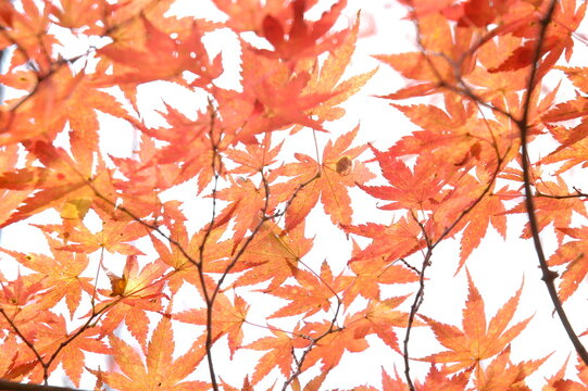 A vibrant macro perspective of delicate red maple leaves in a dense canopy, where sunlight filtering through creates a bright and uplifting natural pattern.