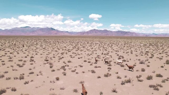 4K drone aerial view of llamas in the Andean Puna of Salta, Argentina. These animals roam the high altitude landscape surrounded by mountains and vast natural scenery.