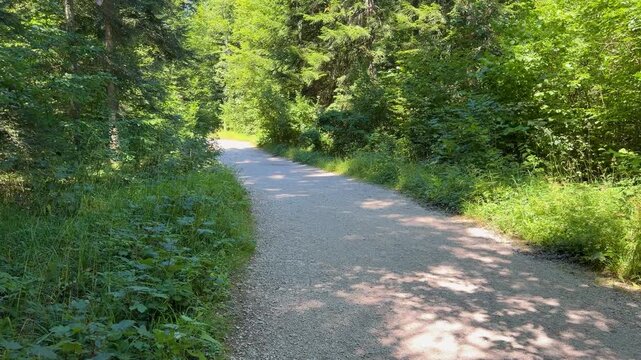 A cobblestone road curves through dense green forest toward the Banjska Stena viewpoint on Tara Mountain, Serbia, with dappled sunlight across the empty path.